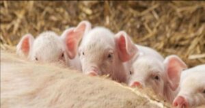 Nằm mơ thấy heo con là điềm báo gì?