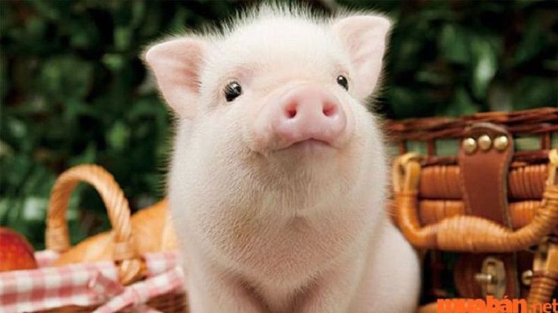 Cần làm gì sau khi nằm mơ thấy heo con?